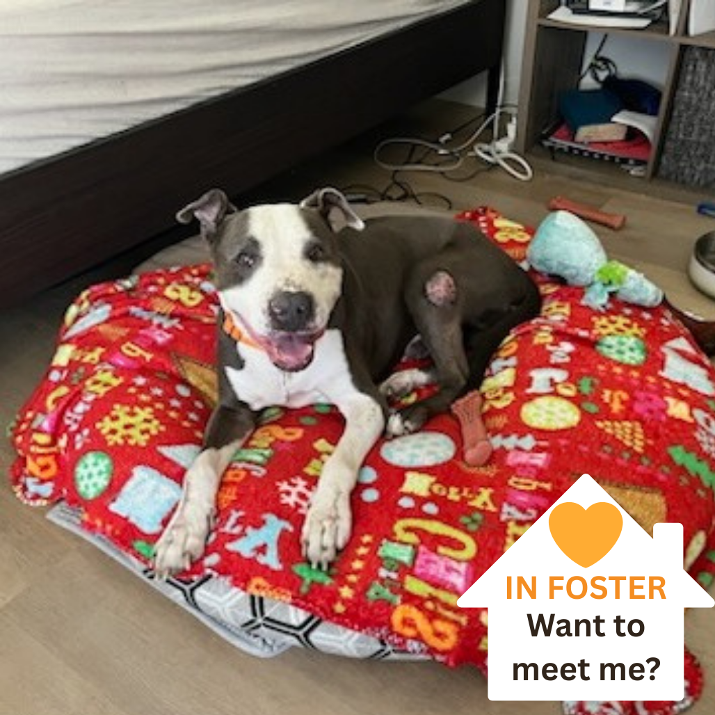 Humphrey - Terrier, Pit Bull