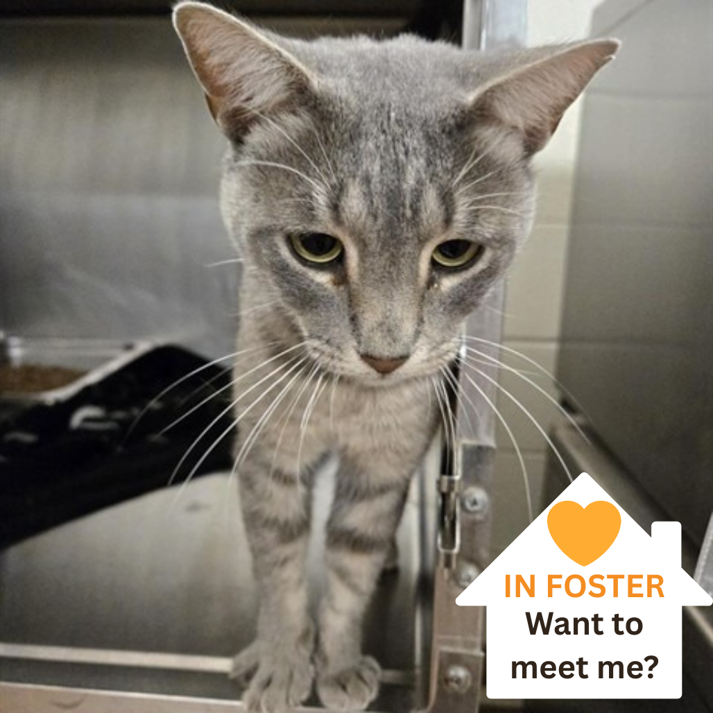 Percival - Domestic Shorthair