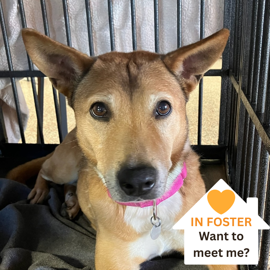 Sheila - Mixed Breed (Medium)/Cattle Dog