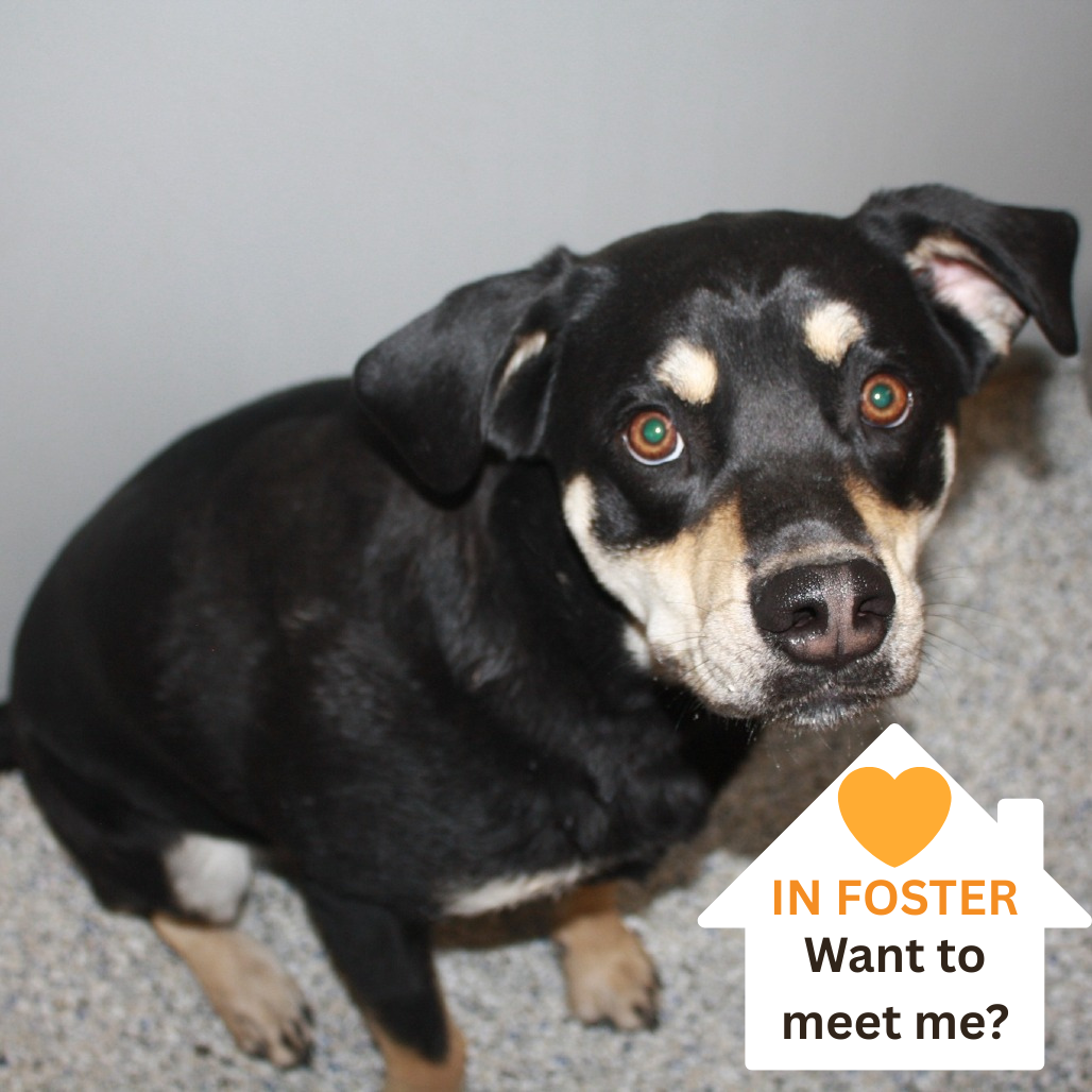 Dax - Mixed Breed (Medium)/Shepherd