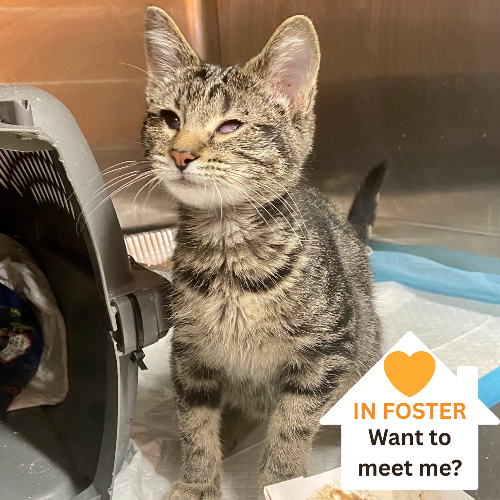 Pink Princess - Domestic Shorthair