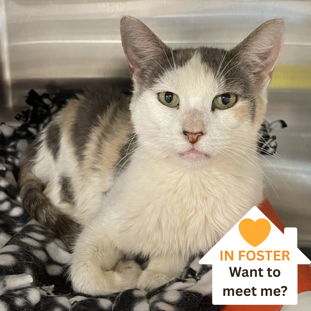 Laramie - Domestic Shorthair