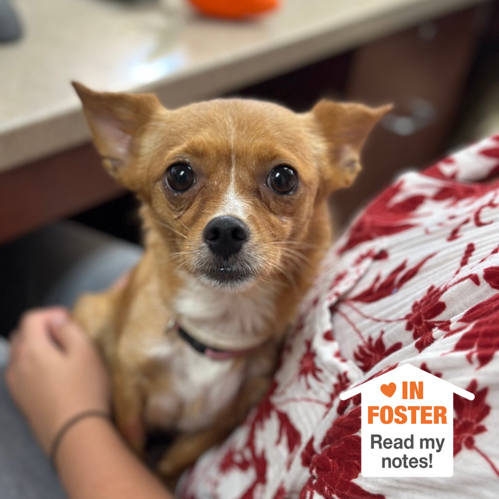 Electric Daisy - Chihuahua/Mixed Breed (Small)