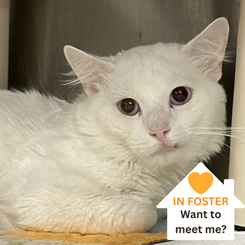 Bartlette - Domestic Longhair