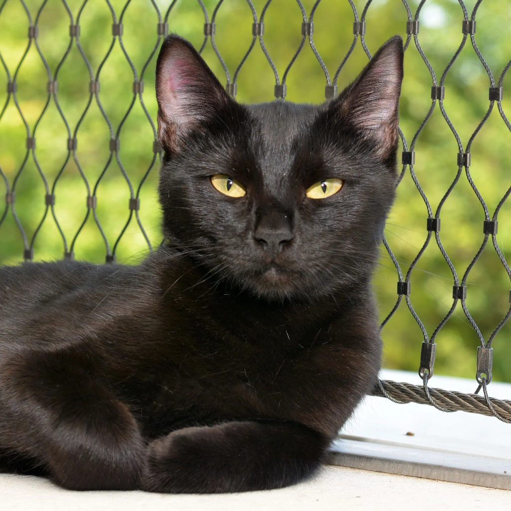 Mindy - Domestic Shorthair