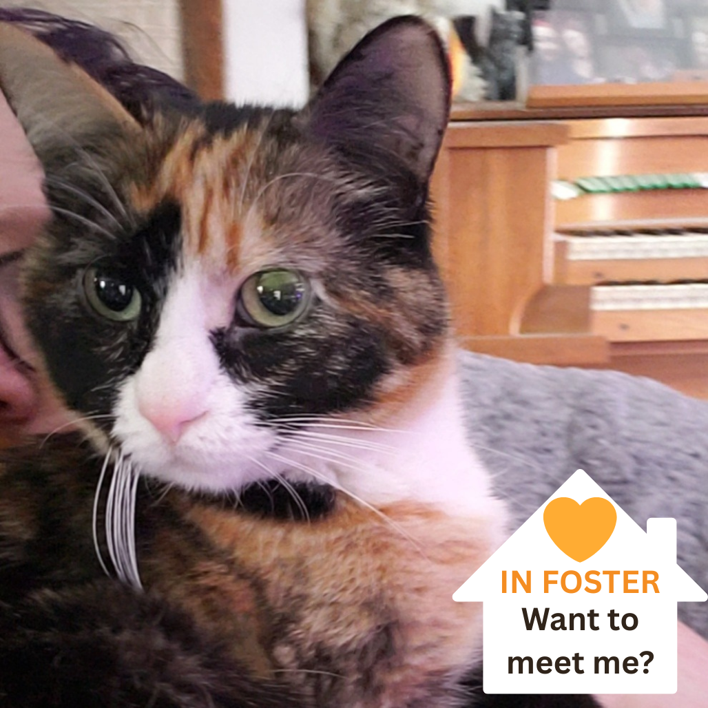 Princess Meownonoke - Domestic Longhair