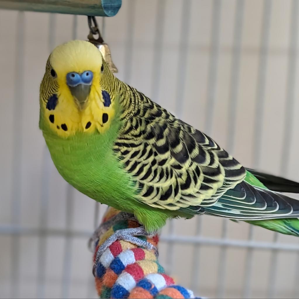 Fish - Common (Budgie/Budgerigar) Parakeet