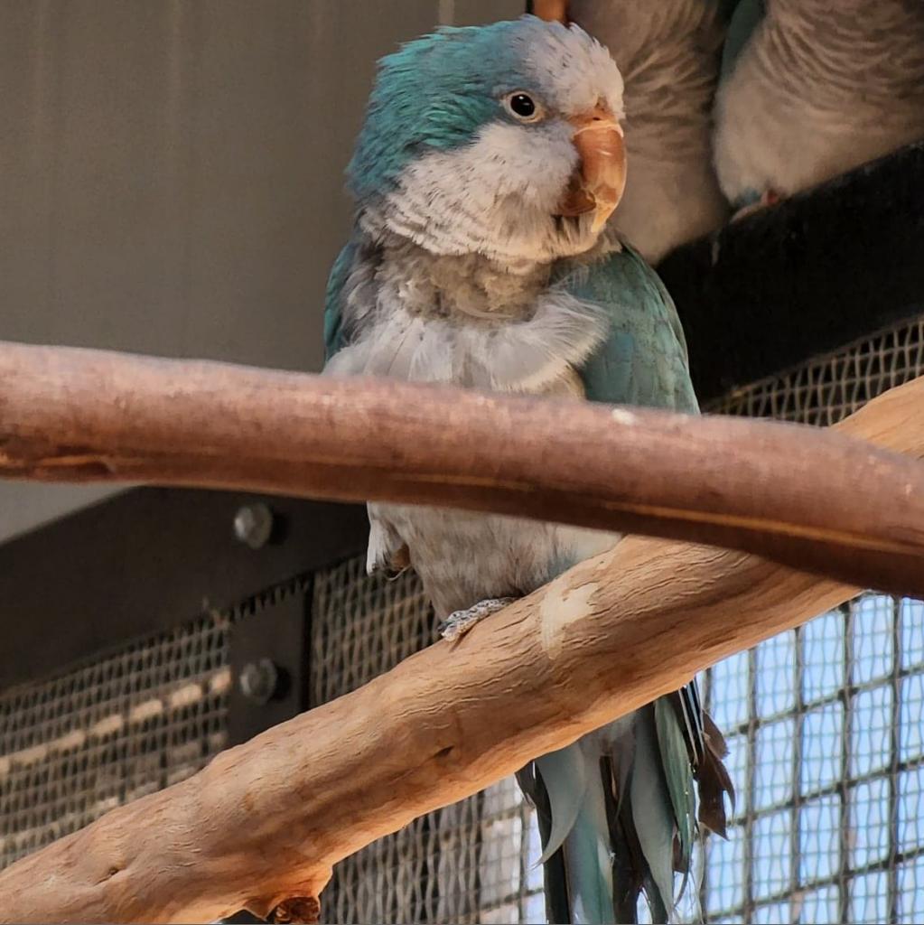 Luna - Monk/Quaker Parakeet