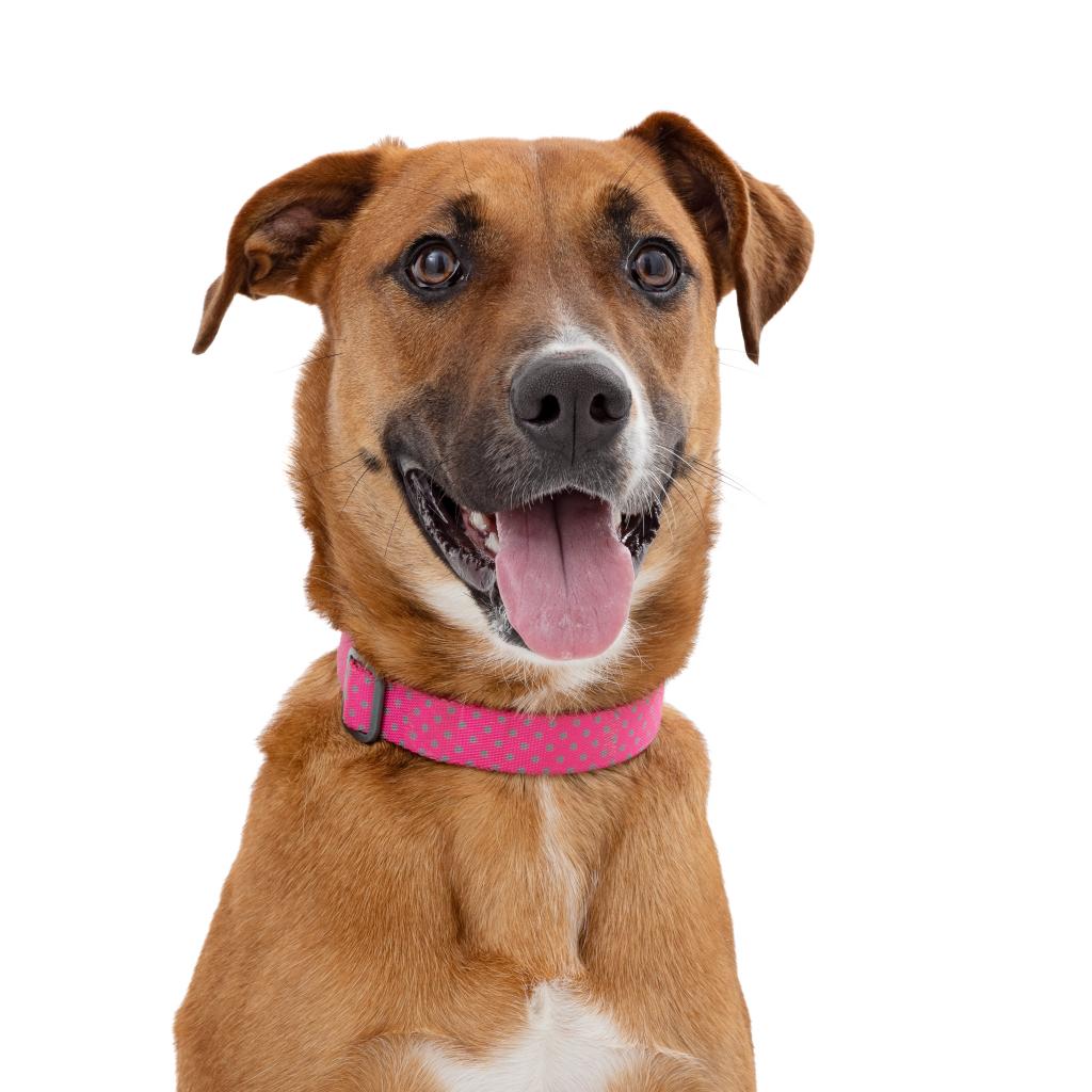 Summer - Shepherd/Mix