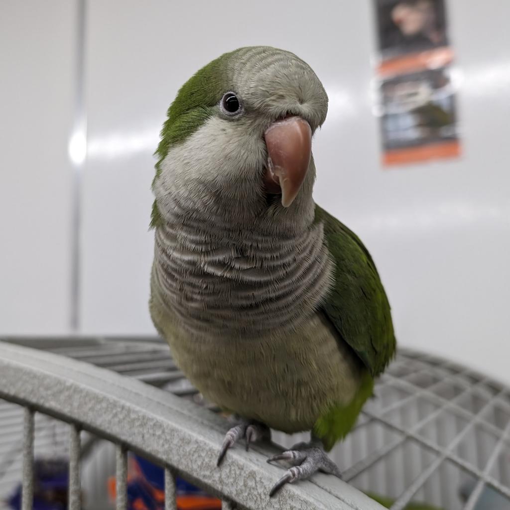 Joe - Monk/Quaker Parakeet