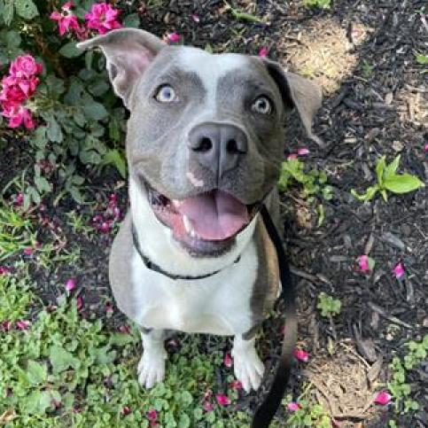 Atlas - Terrier, American Pit Bull/Mix