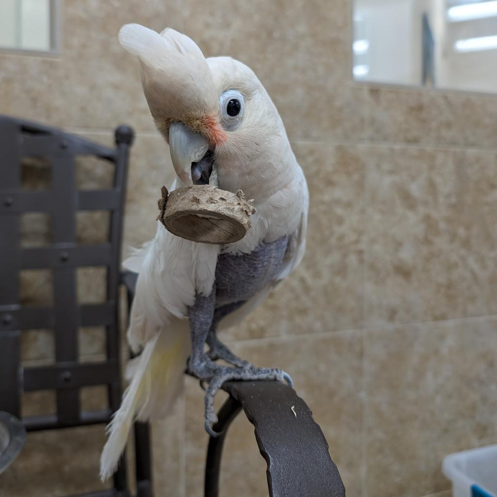 Solomon - Goffin's Cockatoo