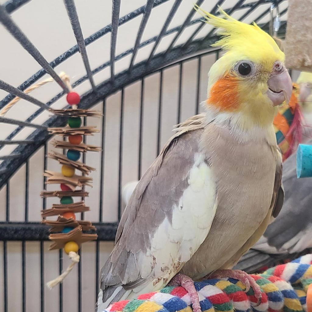 Vale - Cockatiel