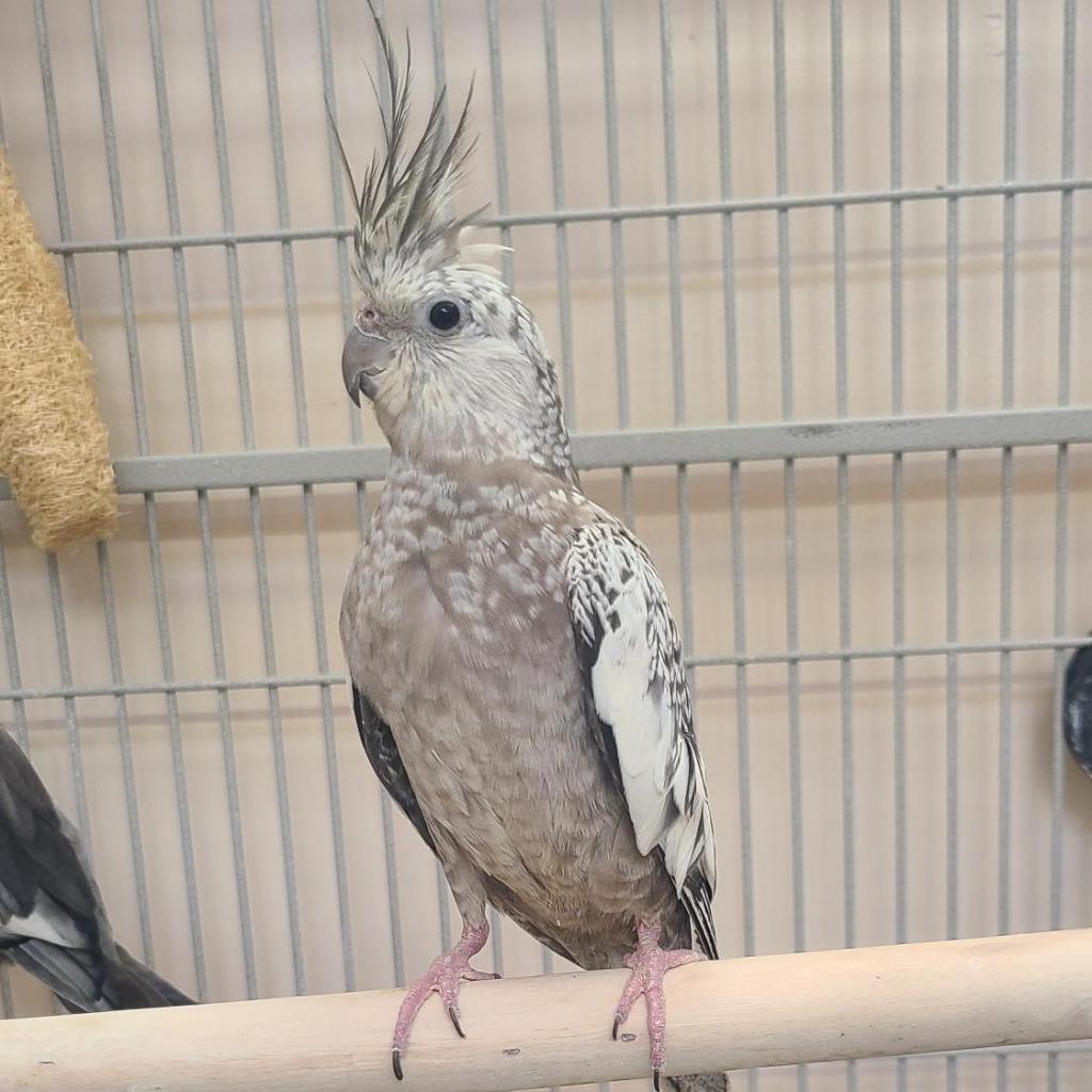 Elli - Cockatiel