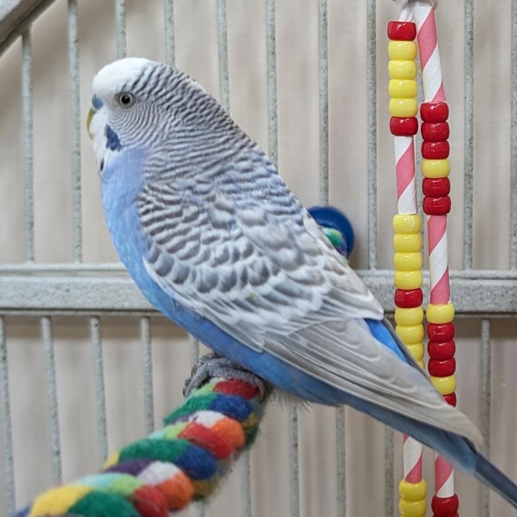 Sky - Common (Budgie/Budgerigar) Parakeet