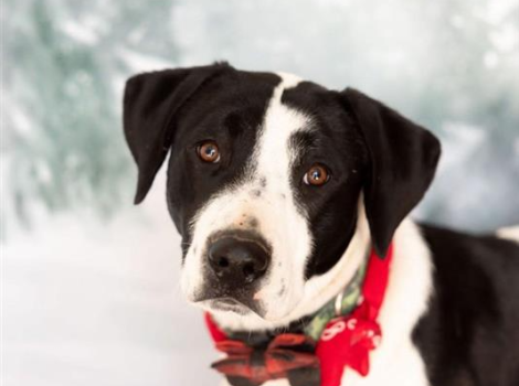 Boo the dog wearing a red bow tie collar with a winter background