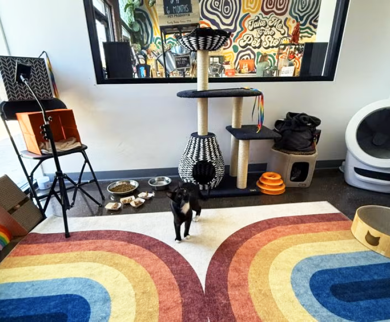 Cat room for adoptable cats at Whisker & Bone in St. George, Utah