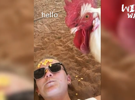 Screen shot of Timmy the rooster eating treats off his caregiver's head