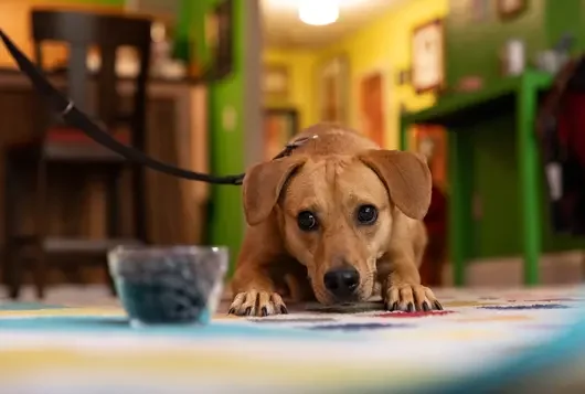Brown dog on the floor next to a bowl of chocolate