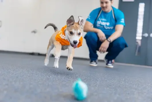 Brown and white dog chasing toy with person in blue shirt crouching in the background