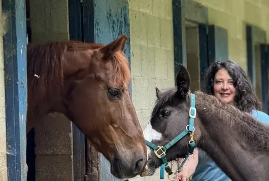 Woman standing behind two brown horses