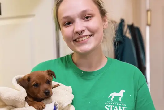 A member of shelter staff holds a puppy wrapped in a towel