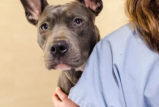 large gray puppy with veterinary staff in clinic setting