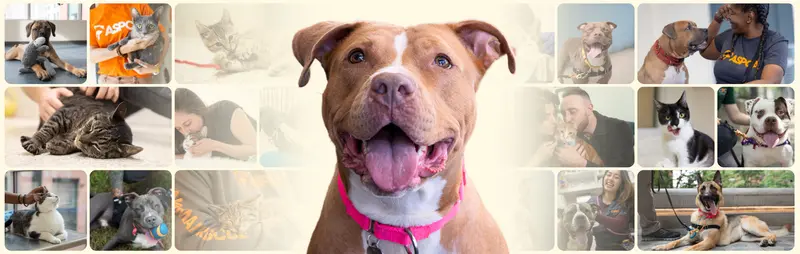 Happy tan and white dog sits in the middle of a collage of happy animals