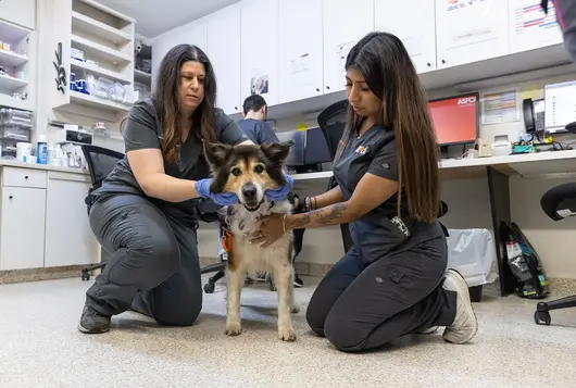 two medical staff members examine a small border collie mix on a clinic floor